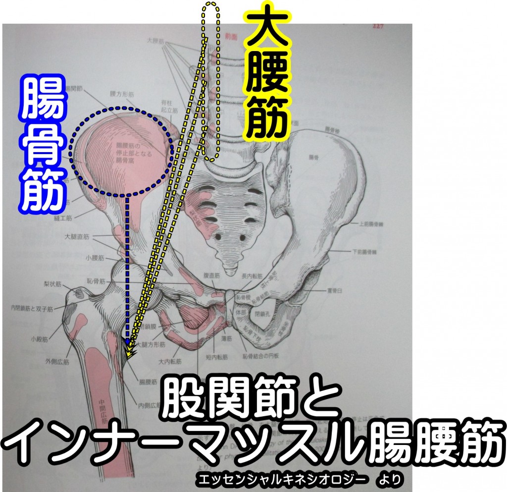 股関節とインナーマッスル腸腰筋
