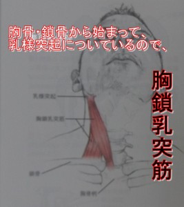 胸骨鎖骨から乳様突起につくので胸鎖乳突筋
