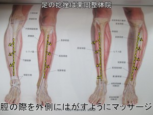 脛の外側をはがすようにマッサージ前脛骨筋
