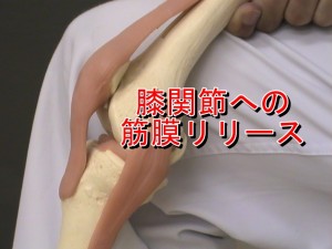 膝関節の筋膜リリース