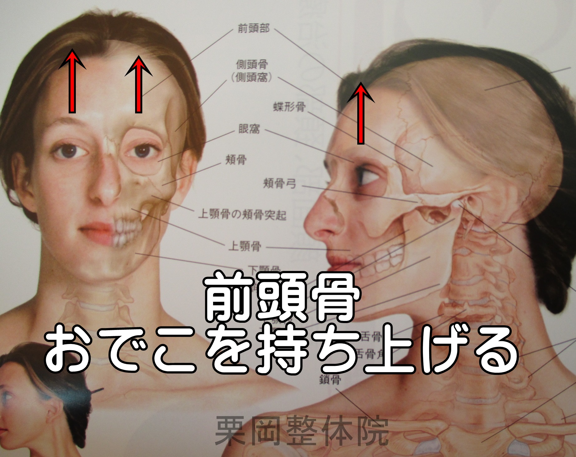 頭蓋骨を自分で調整する方法 | 骨盤・肩甲骨はがしの大阪門真整体院