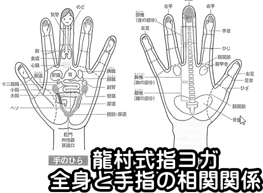 龍村式指ヨガ全身と手指の相関関係