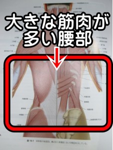 大きな筋肉が多い腰部