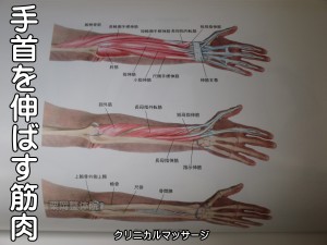 手首を伸ばす筋肉