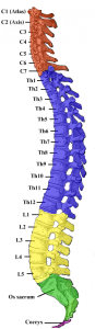 脊椎背骨模型