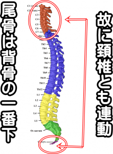 尾骨と頚椎首と尾尻