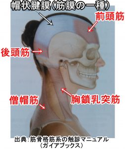 目に影響する頭部頚部の筋肉