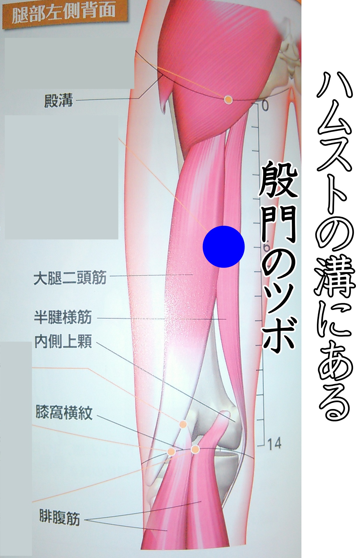 ハムストリングスの溝にある殷門のツボ | 骨盤・肩甲骨はがしの大阪 