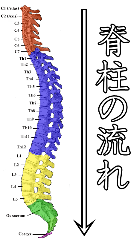背骨脊柱の流れ背骨模型