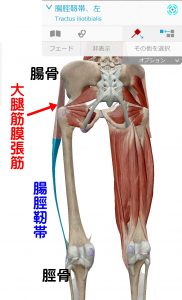 腸脛靭帯大腿筋膜張筋の解剖