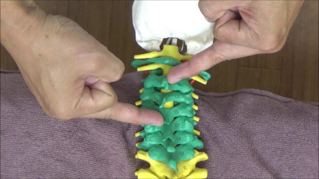 矯正する頚椎3番は指を当てない