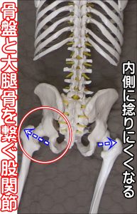 大腿骨と骨盤をつなぐ股関節