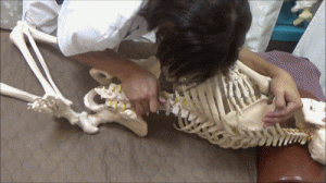 骨盤矯正アジャスト