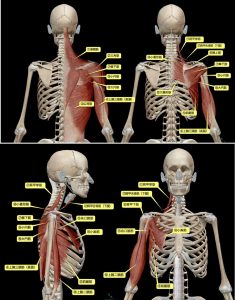 肩甲骨の筋肉