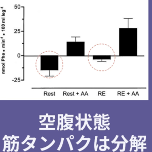 空腹の状態だと運動して48時間は筋肉の分解が行われます